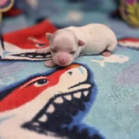 Kahlua's F A, a female Chihuahua for sale in Vinemont, AL – 3 of 4