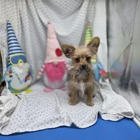 Capri M B, a male Papillon and Yorkshire Terrier for sale in Vinemont, AL – 3 of 8