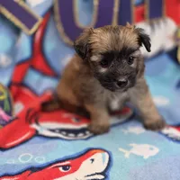 Amaryllis M A, a male Pomapoo for sale in Vinemont, AL – 4 of 4
