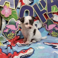 Amaryllis M D, a male Pomapoo for sale in Vinemont, AL – 3 of 4