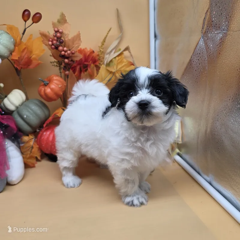 Brazil's F B – Maltipoo puppy for sale in Vinemont, AL