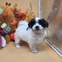 Brazil's F B, a female Maltipoo for sale in Vinemont, AL – 1 of 4