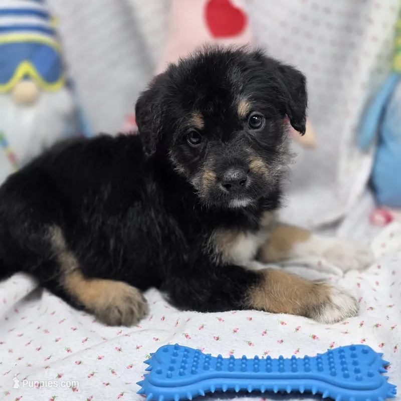 Bella M C – Australian Shepherd, Poodle - Standard  puppy for sale in Vinemont, AL