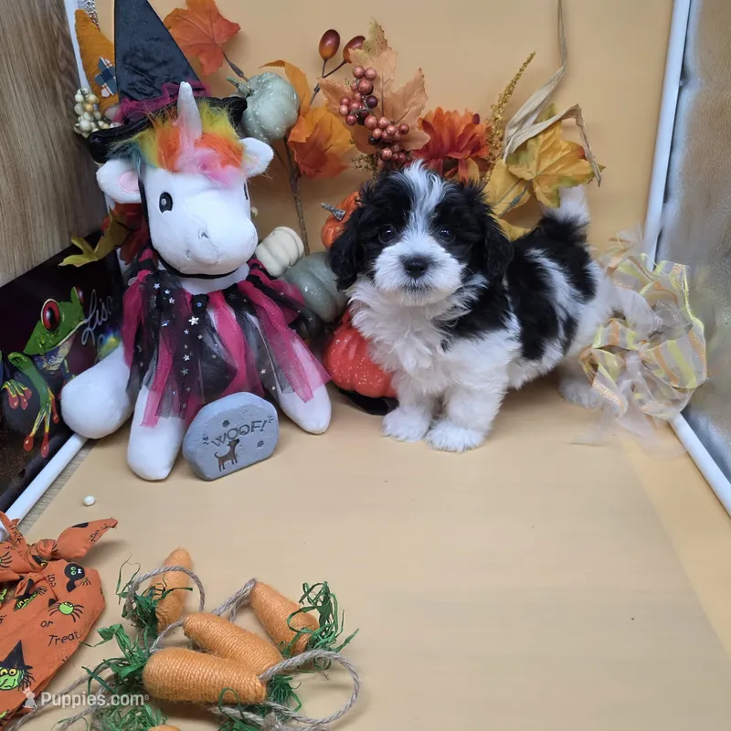 Brazil's M B – Maltipoo puppy for sale in Vinemont, AL