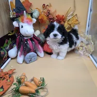 Brazil's M B, a male Maltipoo for sale in Vinemont, AL – 1 of 4