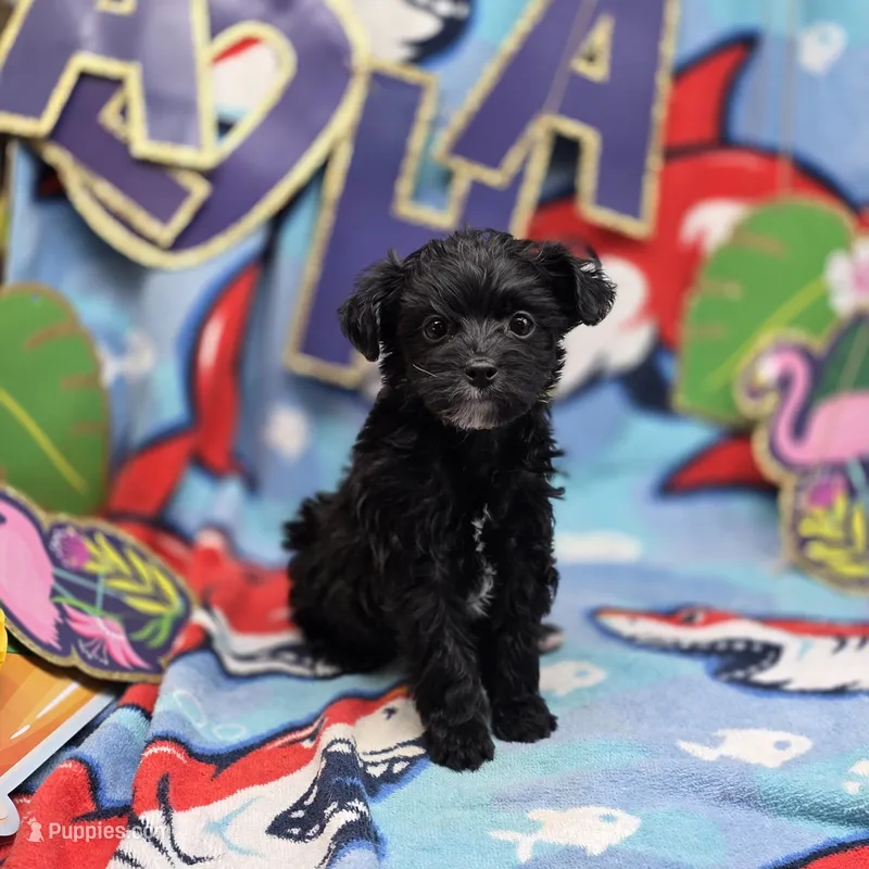 MiLu M C – Yorkipoo puppy for sale in Vinemont, AL