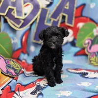 MiLu M C, a male Yorkipoo for sale in Vinemont, AL – 1 of 4