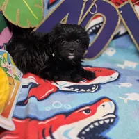 MiLu M B, a male Yorkipoo for sale in Vinemont, AL – 2 of 4