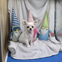 Kahlua's F A, a female Chihuahua for sale in Vinemont, AL – 2 of 7