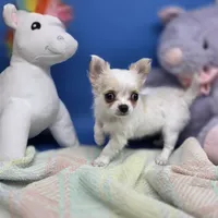 Kahlua's F B, a female Chihuahua for sale in Vinemont, AL – 3 of 8