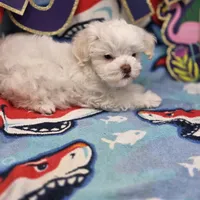 Harpie M C, a male Havanese for sale in Vinemont, AL – 2 of 4
