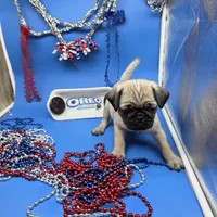 Ting Tang M A, a male Pug for sale in Vinemont, AL – 2 of 5