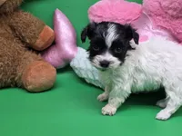 Brazils F C, a female Maltipoo for sale in Vinemont, AL – Photo 2 of 4