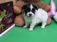 Brazils F C, a female Maltipoo for sale in Vinemont, AL – Photo 1 of 4