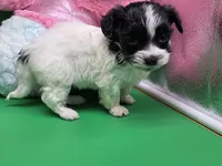 Brazils F C, a female Maltipoo for sale in Vinemont, AL – Photo 3 of 4