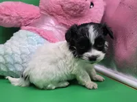 Brazils F C, a female Maltipoo for sale in Vinemont, AL – Photo 4 of 4