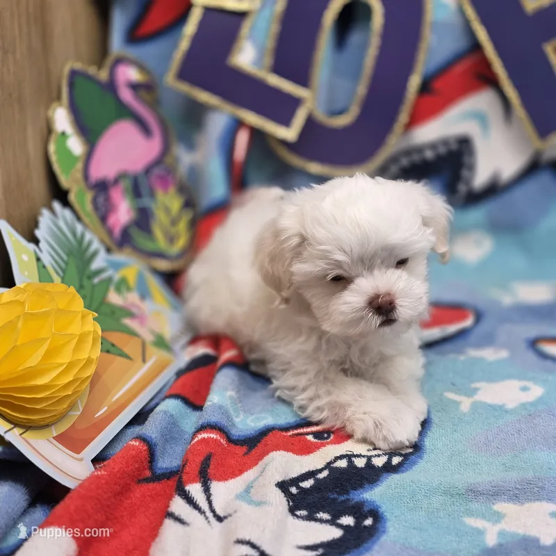 Harpie M C, a male Havanese for sale in Vinemont, AL – 1 of 4