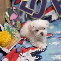 Harpie M C, a male Havanese for sale in Vinemont, AL – 1 of 4
