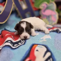 Dahlia F B, a female Pomapoo for sale in Vinemont, AL – 4 of 5
