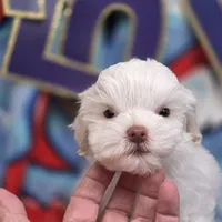Harpie M C, a male Havanese for sale in Vinemont, AL – 4 of 4
