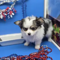 Kayleys M, a male Maltese and Papillon for sale in Vinemont, AL – 3 of 4