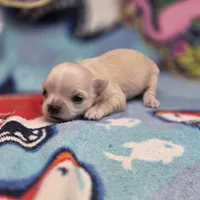 Rose' M B, a male Chihuahua for sale in Vinemont, AL – 4 of 4