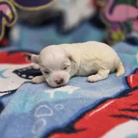 Babygirl M B, a male Maltipoo for sale in Vinemont, AL – 2 of 4