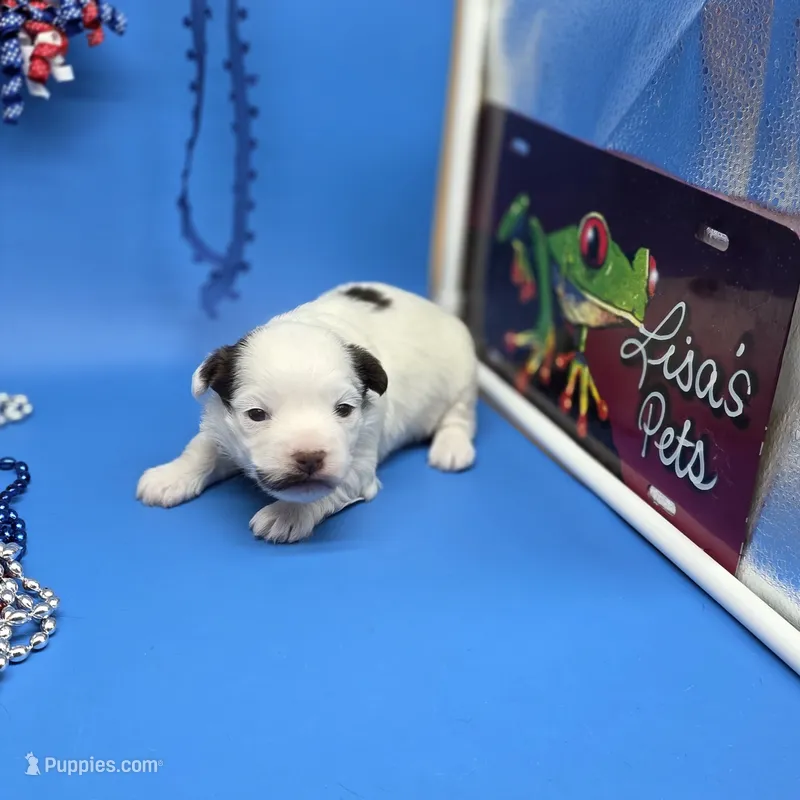 Traycee F – Havanese puppy for sale in Vinemont, AL