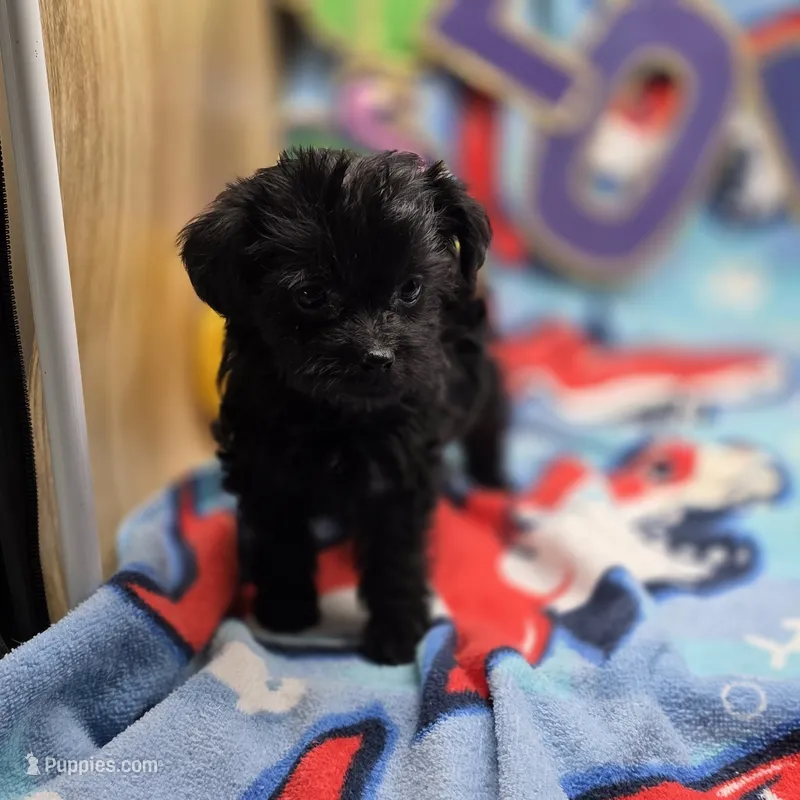 MiLu F – Yorkipoo puppy for sale in Vinemont, AL