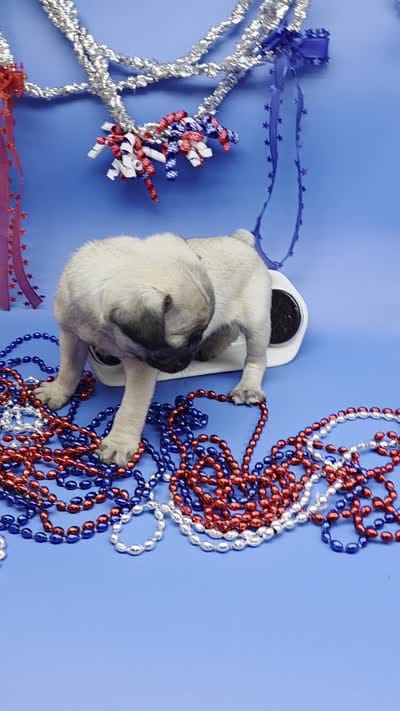 Ting Tang F C, a female Pug for sale in Vinemont, AL – 5 of 5