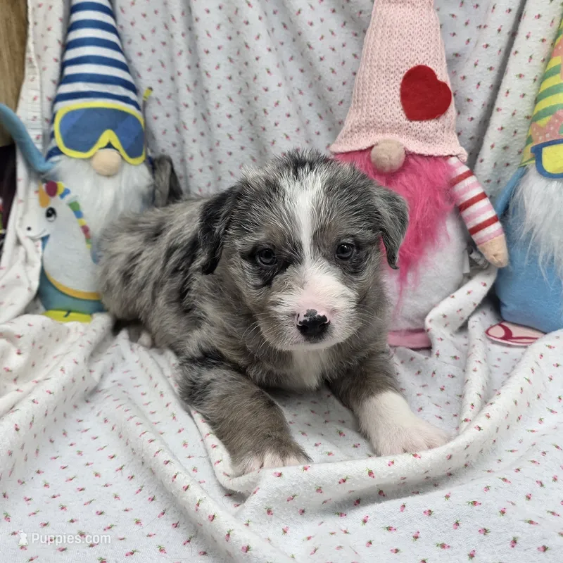 Bella M A – Australian Shepherd, Poodle - Standard  puppy for sale in Vinemont, AL