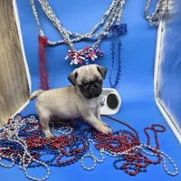 Ting Tang F C, a female Pug for sale in Vinemont, AL – 3 of 5