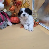Brazil M A, a male Maltipoo for sale in Vinemont, AL – 2 of 4