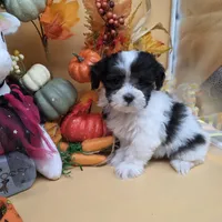 Brazil F A, a female Maltipoo for sale in Vinemont, AL – 2 of 4