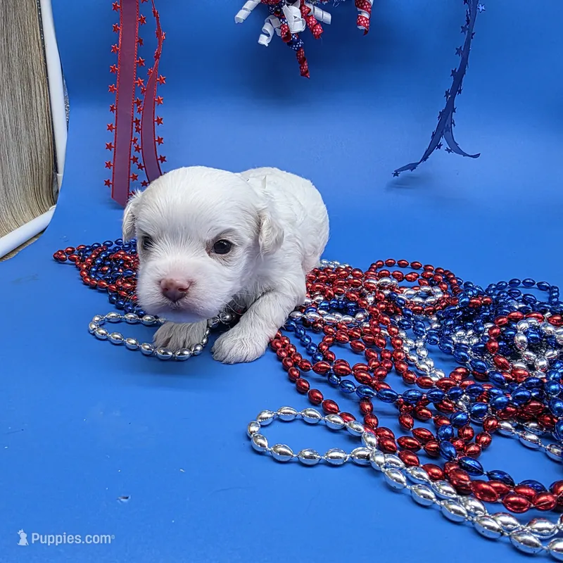 Harpie M B – Havanese puppy for sale in Vinemont, AL