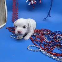 Harpie M B, a male Havanese for sale in Vinemont, AL – 1 of 5