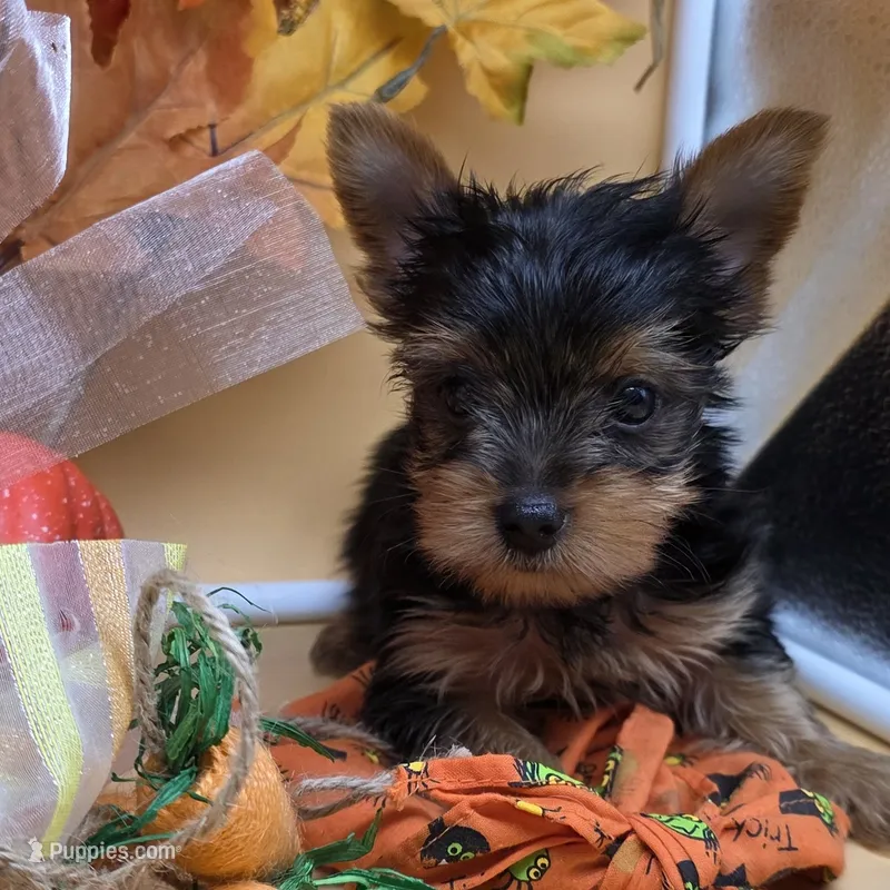 Luna M – Yorkshire Terrier puppy for sale in Vinemont, AL