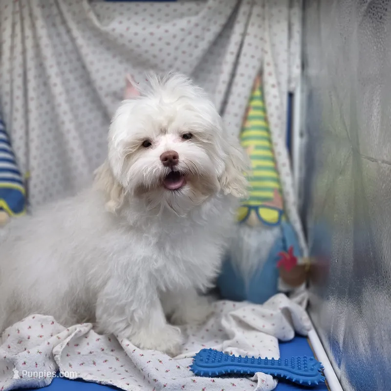 Harpie M C – Havanese puppy for sale in Vinemont, AL