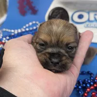 Capri M B, a male Papillon and Yorkshire Terrier for sale in Vinemont, AL – 4 of 5