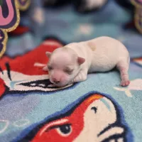 Kahlua's F B, a female Chihuahua for sale in Vinemont, AL – 4 of 4