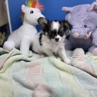 Cotton Candy's M, a male Maltese and Papillon for sale in Vinemont, AL – 4 of 8
