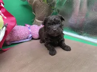 Caycee's FC, a female Havanese and Pomeranian for sale in Vinemont, AL – Photo 4 of 4