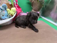 Caycee's FC, a female Havanese and Pomeranian for sale in Vinemont, AL – Photo 3 of 4