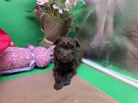 Caycee's FC, a female Havanese and Pomeranian for sale in Vinemont, AL – Photo 1 of 4