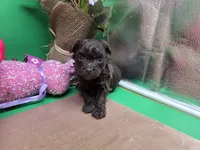 Caycee's FC, a female Havanese and Pomeranian for sale in Vinemont, AL – Photo 2 of 4