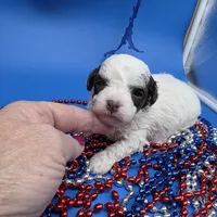 Harpie M D, a male Havanese for sale in Vinemont, AL – 2 of 4