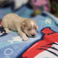 Babygirl M A, a male Maltipoo for sale in Vinemont, AL – 2 of 4