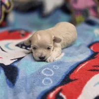 Babygirl F C, a female Maltipoo for sale in Vinemont, AL – 4 of 4