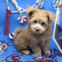 Caycee's FB, a female Havanese and Pomeranian for sale in Vinemont, AL – 3 of 8
