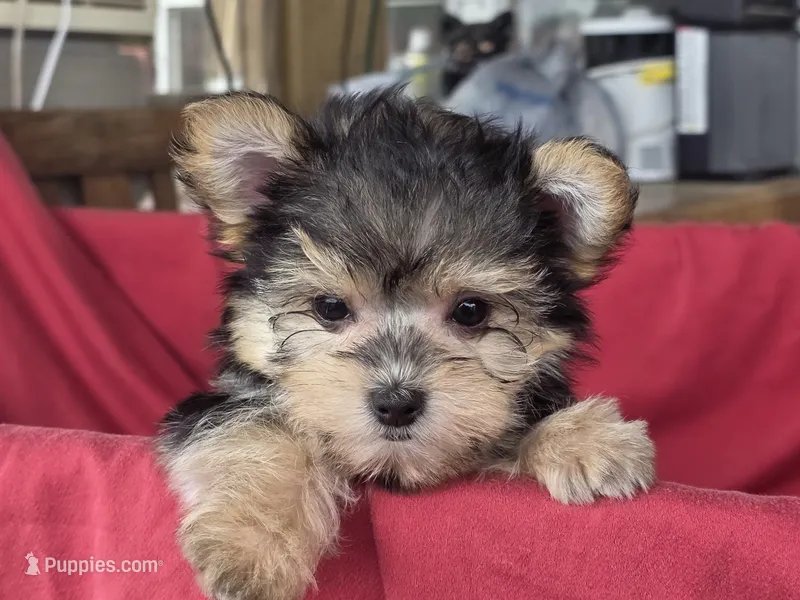 Pixie's MB – Morkie puppy for sale in Vinemont, AL
